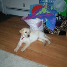 Bailey as a puppy